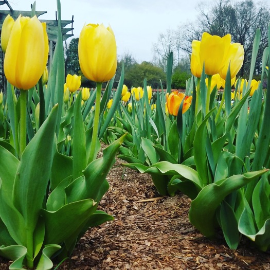 yellow tulips.jpg